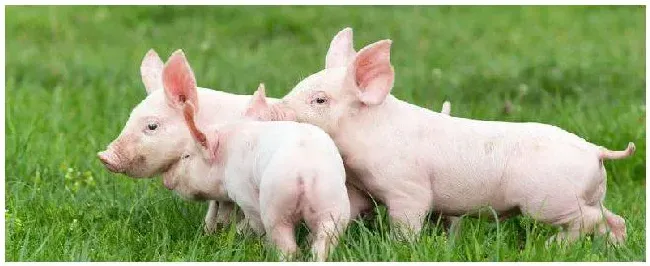 仔猪拱别的猪肚子处理方法 | 农业问题