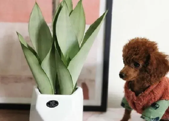 植物常识问题|虎皮兰夏天如何养护侧芽不断长出