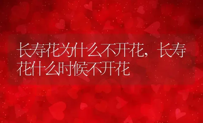 长寿花为什么不开花,长寿花什么时候不开花 | 养殖常见问题