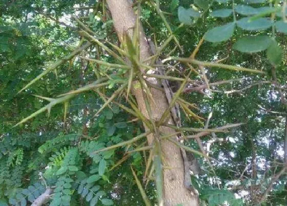 植物常识问题|皂角树的功效与作用 皂角树的药用价值和功效