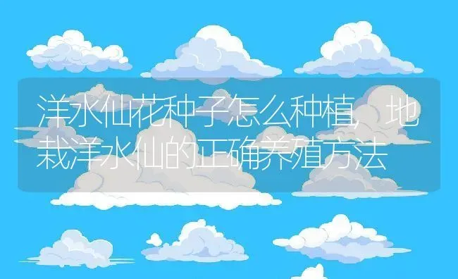 洋水仙花种子怎么种植,地栽洋水仙的正确养殖方法 | 养殖常见问题