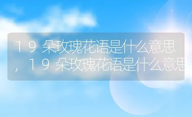 19朵玫瑰花语是什么意思,19朵玫瑰花语是什么意思 | 养殖常见问题