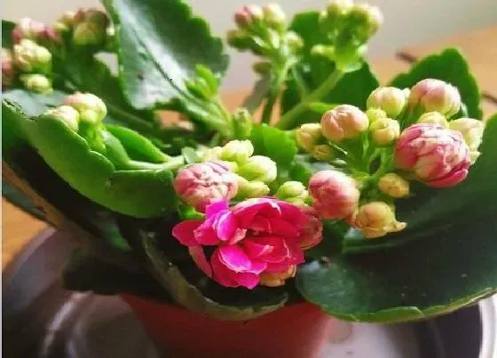 植物常识问题|冬天长寿花要怎么养护更好更多的开放花朵