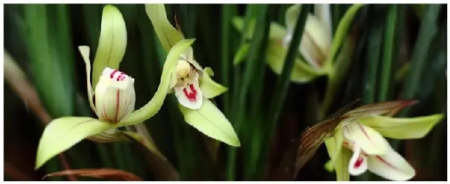 新种植兰花注意事项 | 生活常识