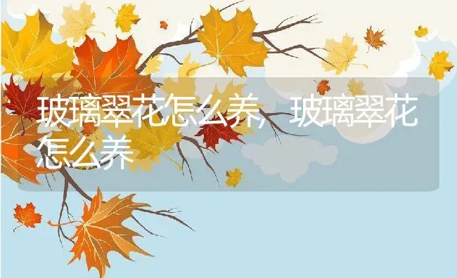 玻璃翠花怎么养,玻璃翠花怎么养 | 养殖常见问题