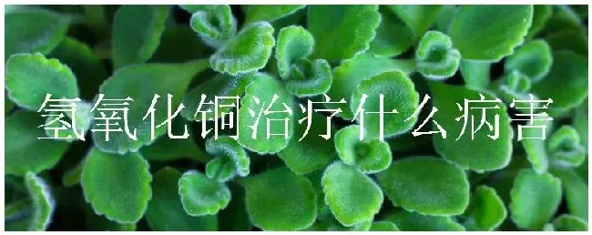 氢氧化铜治疗什么病害 | 农业常识