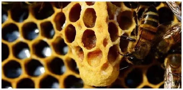 意蜂蜂王出房几天试飞？ | 农业常识