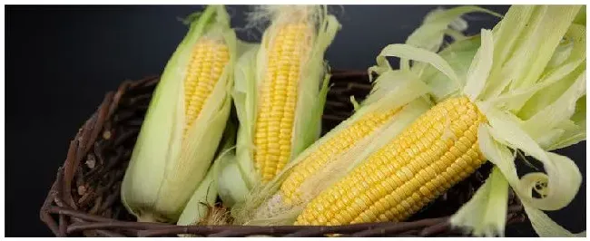 玉米水分标准是多少 | 科普知识