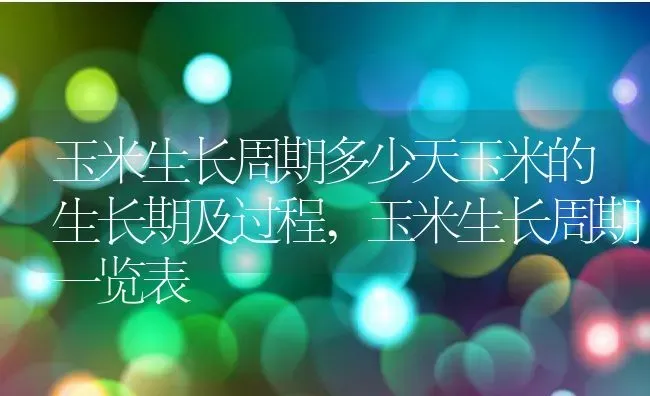 玉米生长周期多少天玉米的生长期及过程,玉米生长周期一览表 | 养殖常见问题