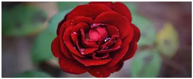 茶花树多久浇一次水 | 农业答疑