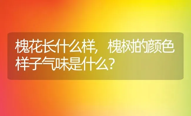 槐花长什么样,槐树的颜色样子气味是什么？ | 养殖常见问题