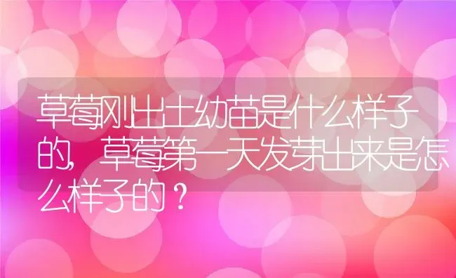 草莓刚出土幼苗是什么样子的,草莓第一天发芽出来是怎么样子的？ | 养殖常见问题