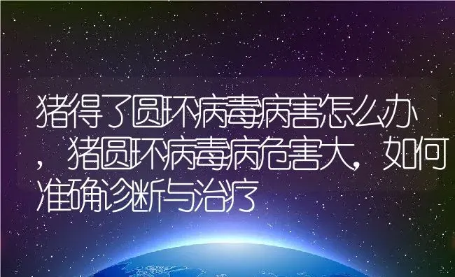 猪得了圆环病毒病害怎么办,猪圆环病毒病危害大，如何准确诊断与治疗 | 养殖常见问题
