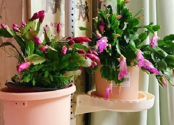 植物常识问题|蟹爪兰扦插苗在秋季怎么养护
