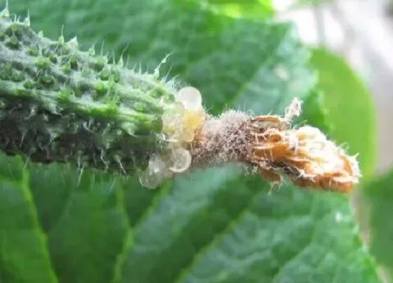 植物常识问题|花卉如何预防由真菌感染引起的病害