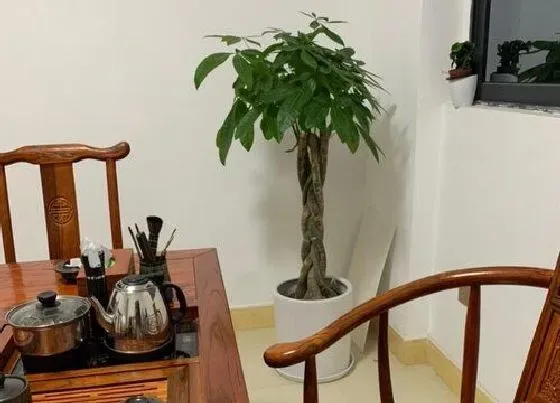 植物常识问题|春季养护发财树都有哪些技巧呢