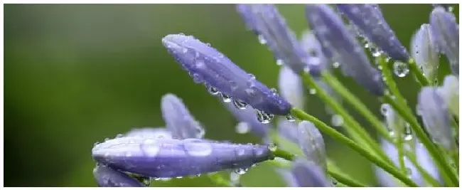 灭害灵能喷花卉吗 | 三农答疑