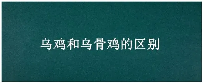 乌鸡和乌骨鸡的区别 | 生活常识