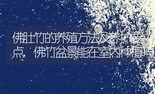 佛肚竹的养殖方法及养护要点,佛竹盆景能在室内种植吗 | 养殖常见问题
