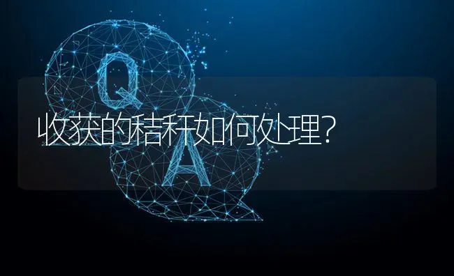 收获的秸秆如何处理? | 养殖问题解答