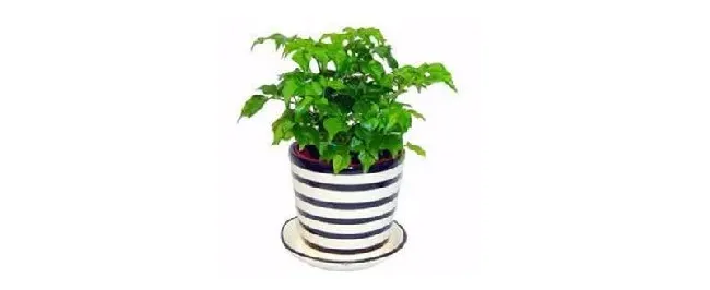 种植幸福树注意事项 | 生活常识