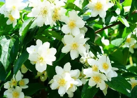 植物常识问题|茉莉花怎么养爆花