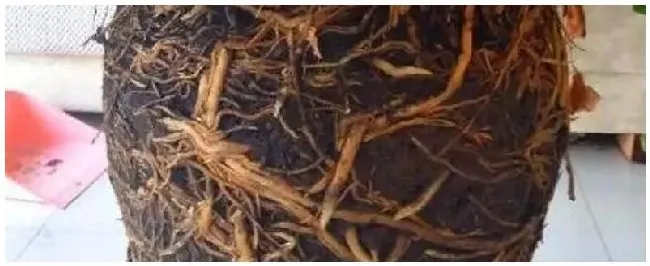 花肥的虫用什么杀虫剂 | 三农问答