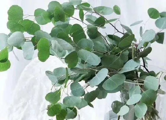 植物常识问题|十大网红绿植 今年最流行最受欢迎的绿植排行