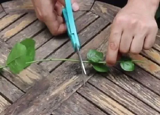 植物常识问题|茉莉花修剪方法及冬季管理技巧