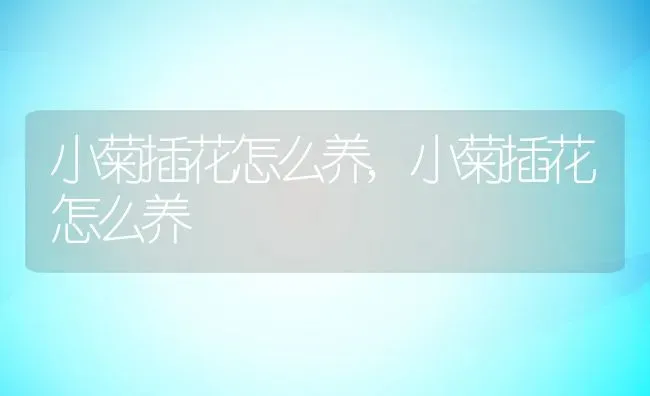 小菊插花怎么养,小菊插花怎么养 | 养殖常见问题
