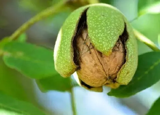 植物常识问题|核桃收获的最佳时间 核桃脱皮方法