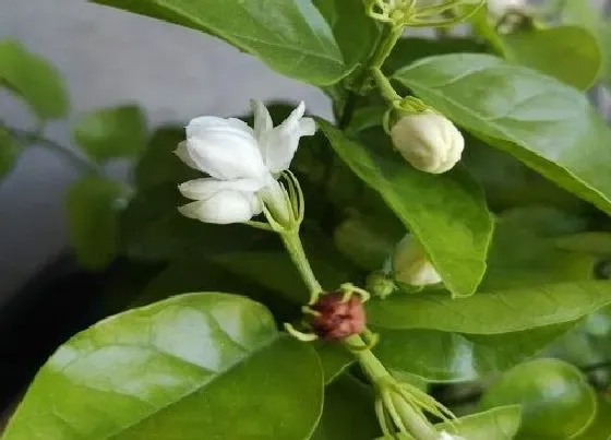 植物常识问题|茉莉花花期要怎么养开花量多