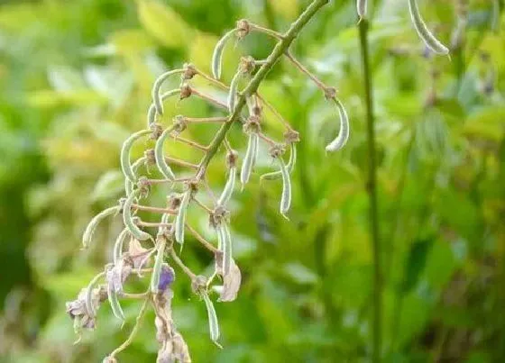 植物常识问题|花卉严重缺水干枯如何拯救