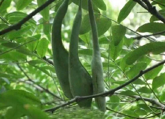 植物常识问题|皂角树的功效与作用 皂角树的药用价值和功效