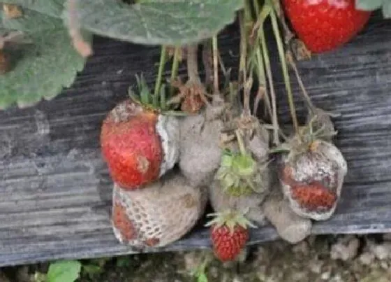 植物常识问题|花卉如何预防由真菌感染引起的病害