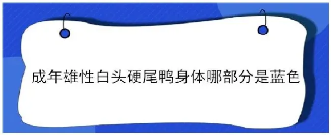 成年雄性白头硬尾鸭身体哪部分是蓝色 | 农业答疑