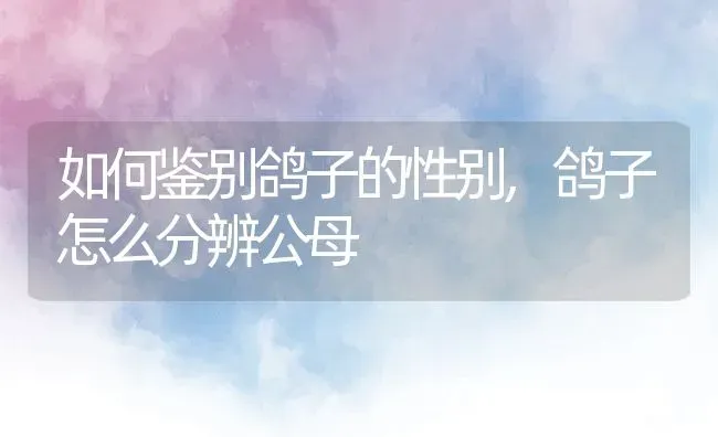 如何鉴别鸽子的性别,鸽子怎么分辨公母 | 养殖常见问题