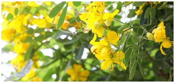 决明子北方能种植吗 | 生活常识