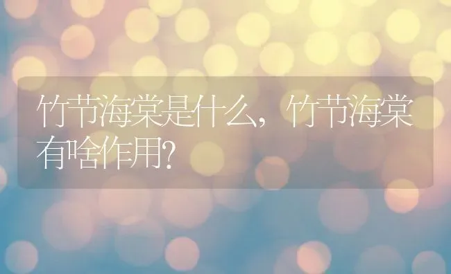 竹节海棠是什么,竹节海棠有啥作用？ | 养殖常见问题