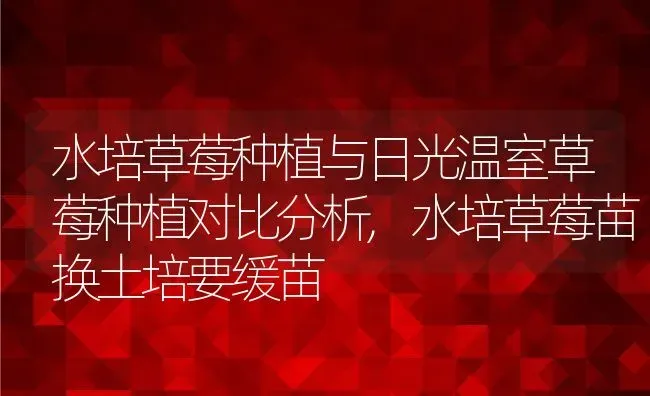 水培草莓种植与日光温室草莓种植对比分析,水培草莓苗换土培要缓苗 | 养殖常见问题