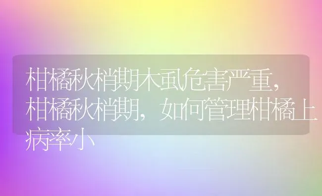 柑橘秋梢期木虱危害严重,柑橘秋梢期，如何管理柑橘上病率小 | 养殖常见问题