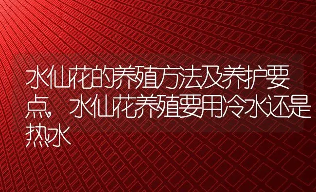 水仙花的养殖方法及养护要点,水仙花养殖要用冷水还是热水 | 养殖常见问题