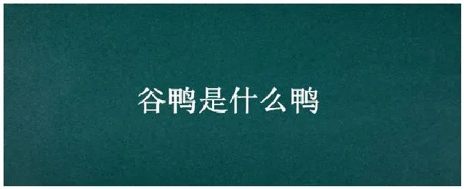 谷鸭是什么鸭 | 三农问答
