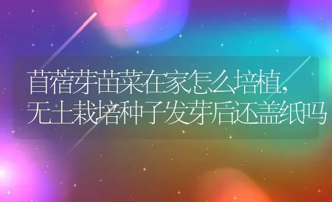 苜蓿芽苗菜在家怎么培植,无土栽培种子发芽后还盖纸吗 | 养殖常见问题