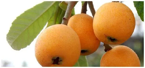 枇杷几月份上市 | 生活常识