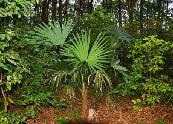 植物常识问题|家门口种什么树最好最旺财 门前栽什么树风水好又招财