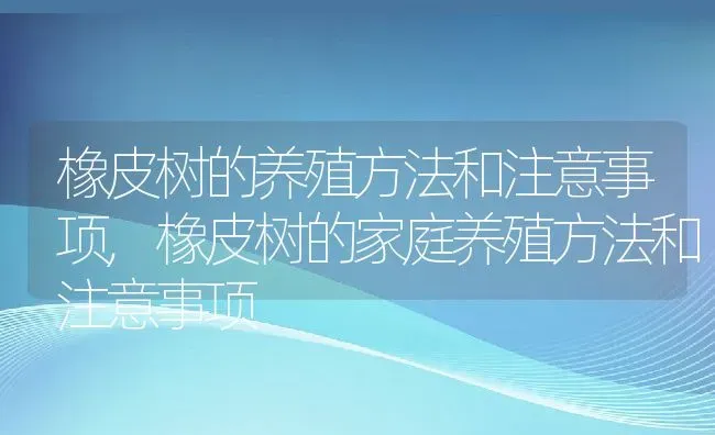 橡皮树的养殖方法和注意事项,橡皮树的家庭养殖方法和注意事项 | 养殖常见问题