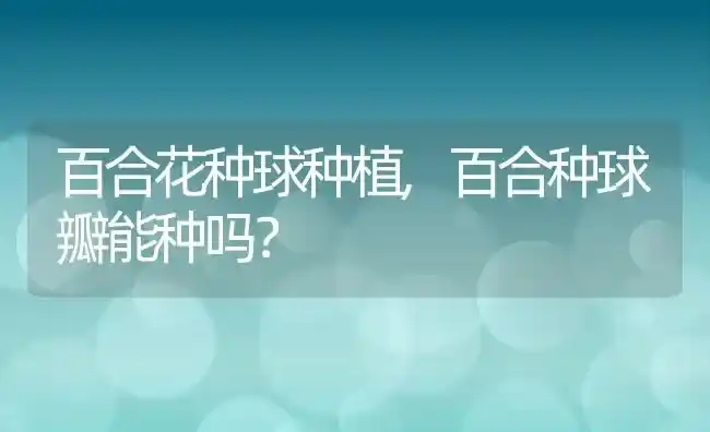 百合花种球种植,百合种球瓣能种吗？ | 养殖常见问题