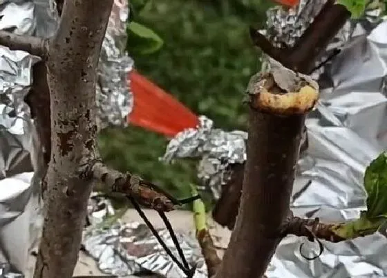 植物常识问题|果树哪个季节嫁接最好（果树嫁接在几月份比较适宜）