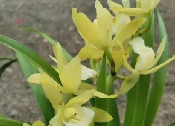 植物常识问题|兰花叶子焦黄如何挽救